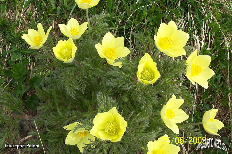 02 Pulsatilla alpina sulfurea .jpg